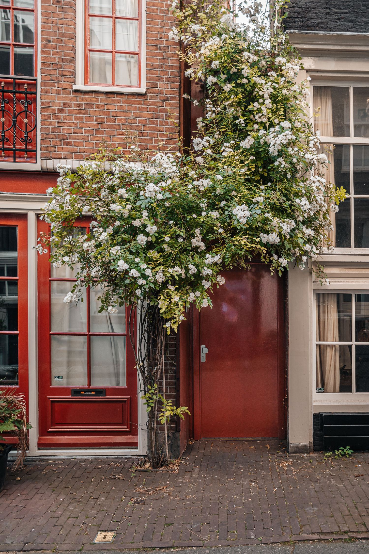 Red door under a bush of flowers in Amsterdam city center