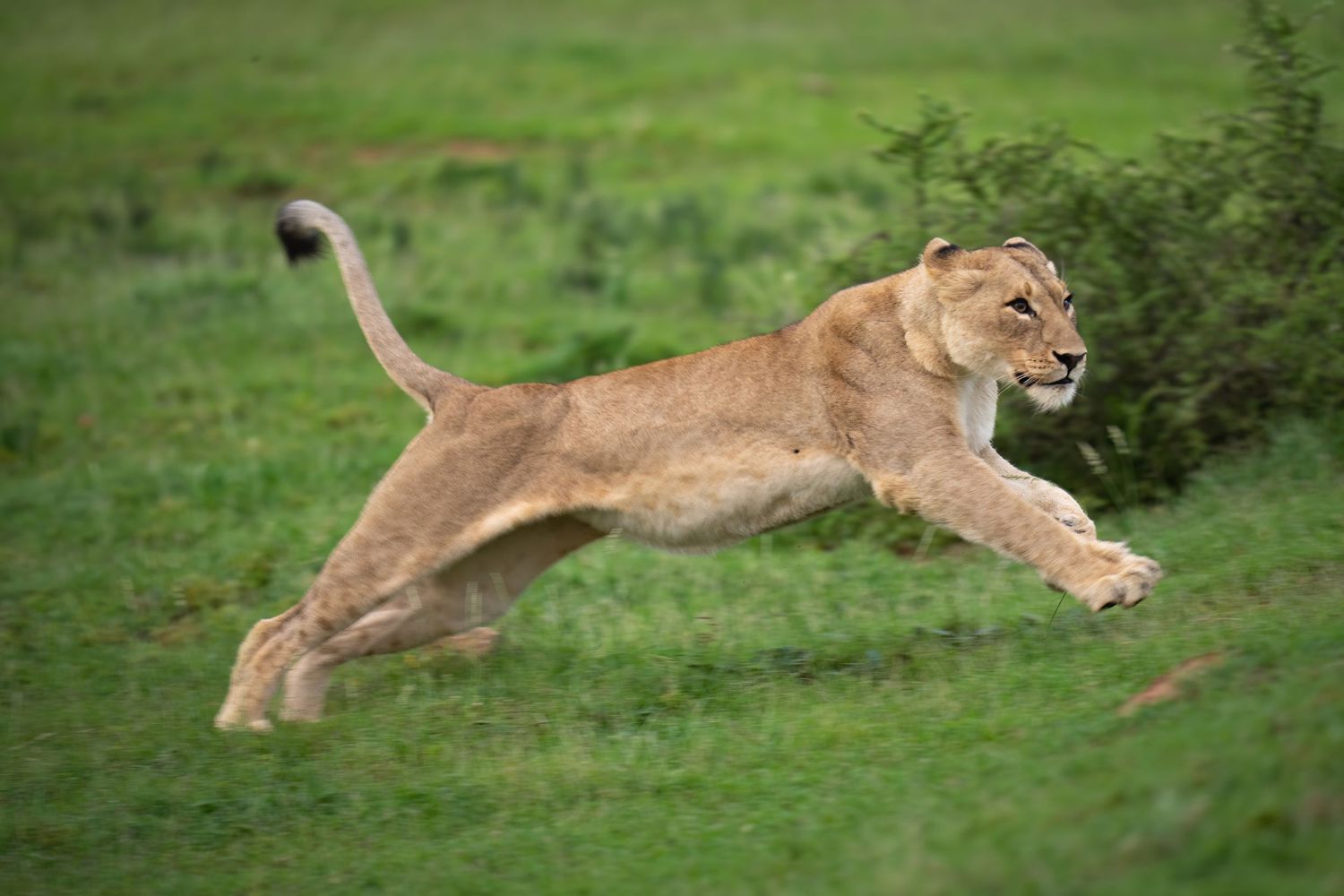 Lioness leaping and running through green savanna vegetation.