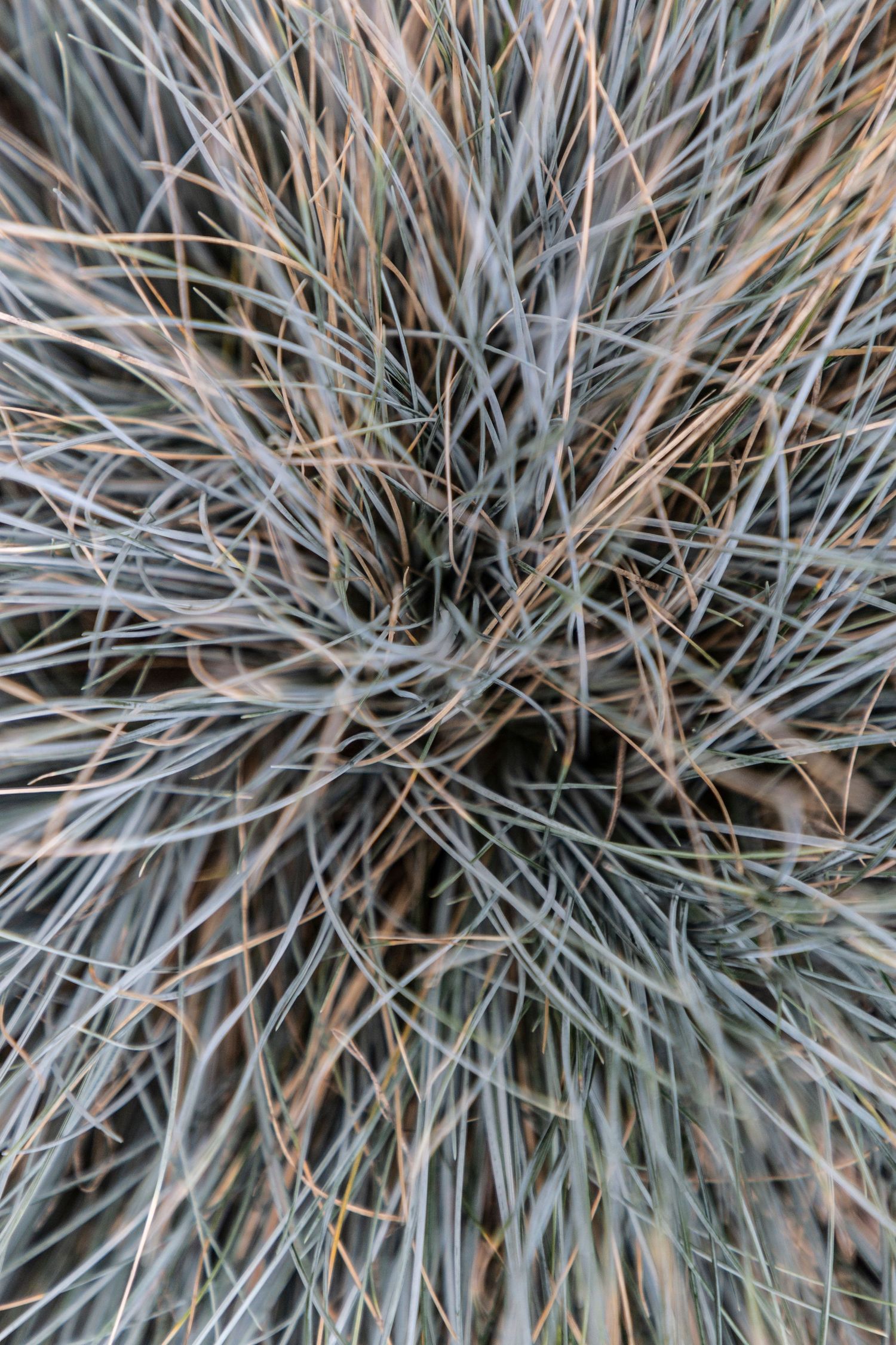 Close-up of tightly clustered silver-blue native grass blades radiating from the centre in a circular pattern.