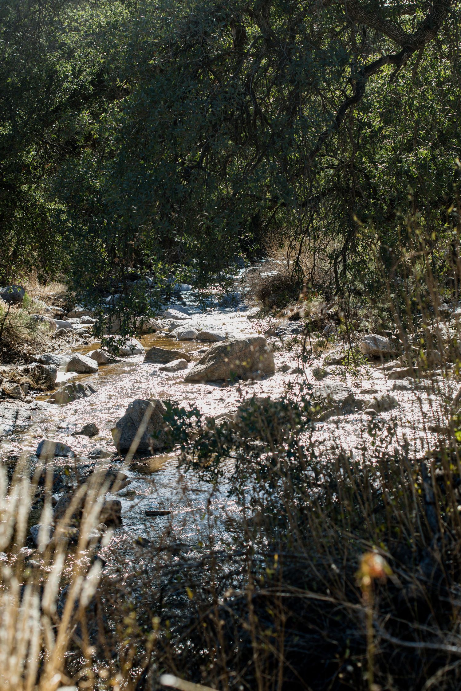 Flowing streams, towering trees, woodsy , variety abounds at Mount Lemmon.  Perfect location for your photoshoot.
