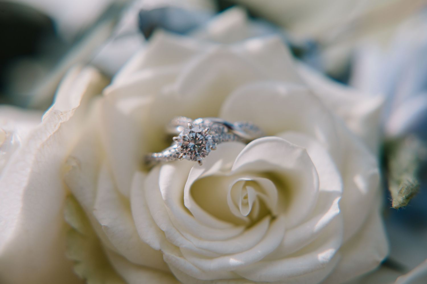Wedding rings on white rose