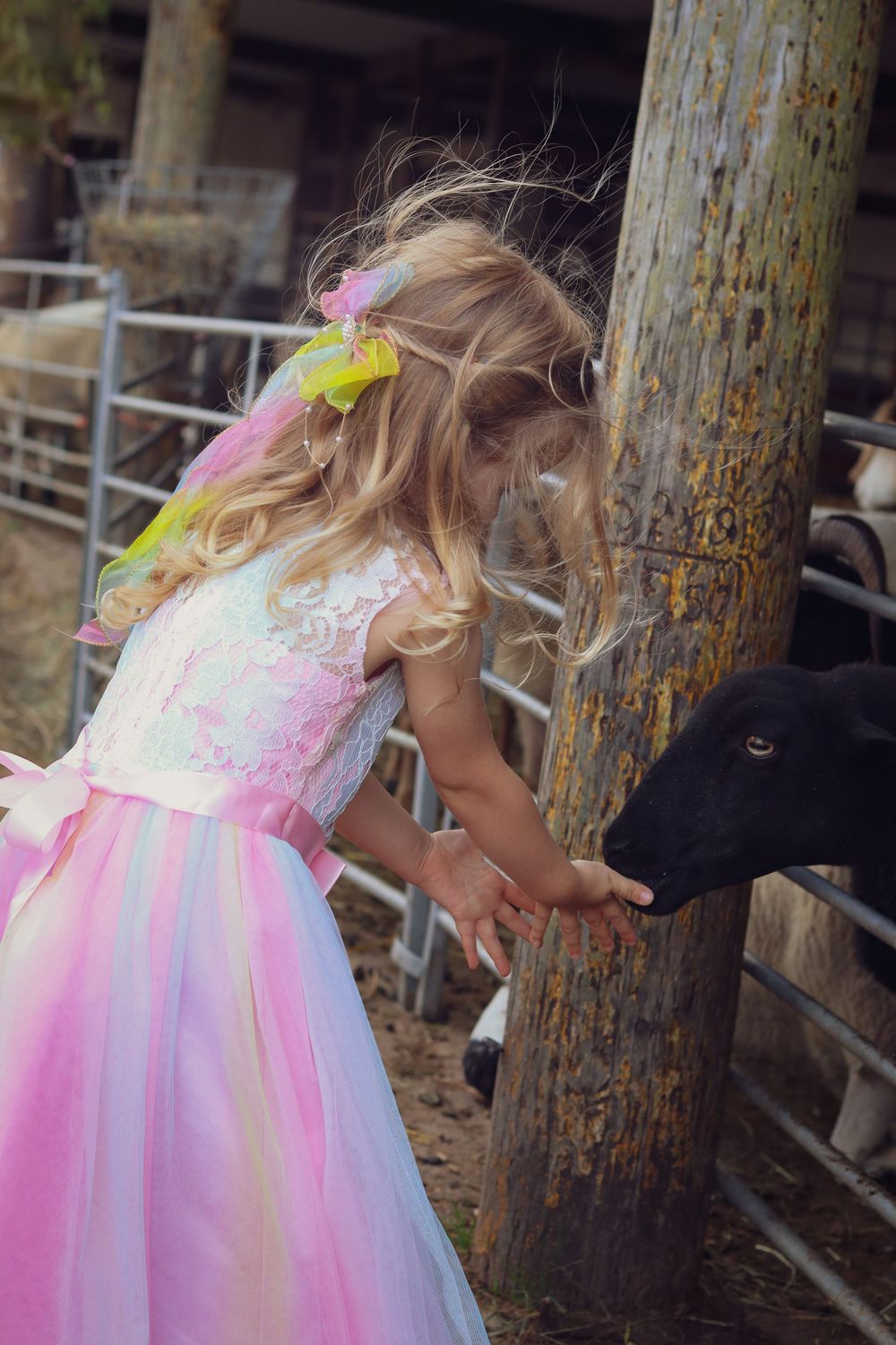 A child in a pink tulle dress feeds a black farm animal through a wooden fence.