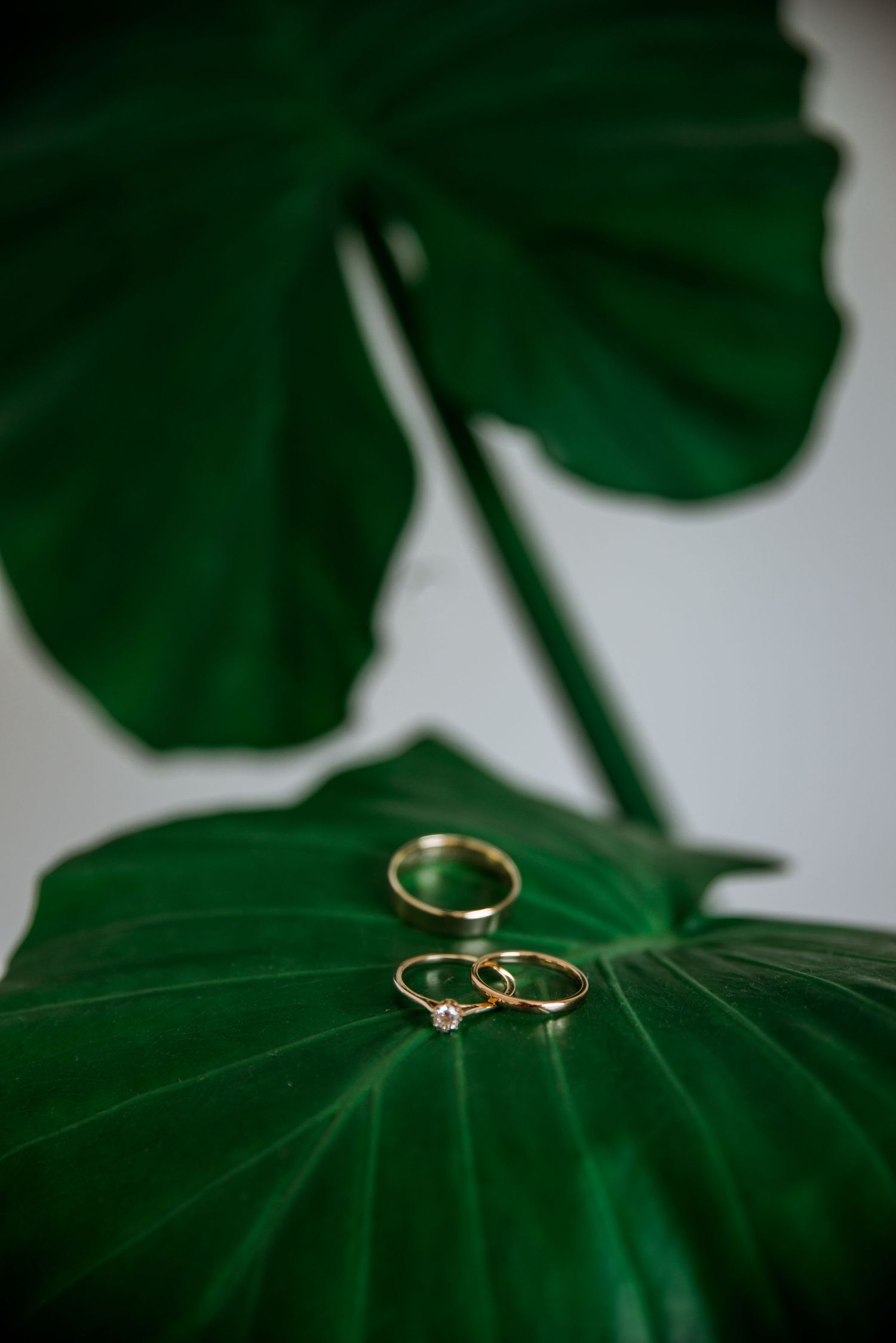 Wedding rings artistically placed on a large green monstera leaf.