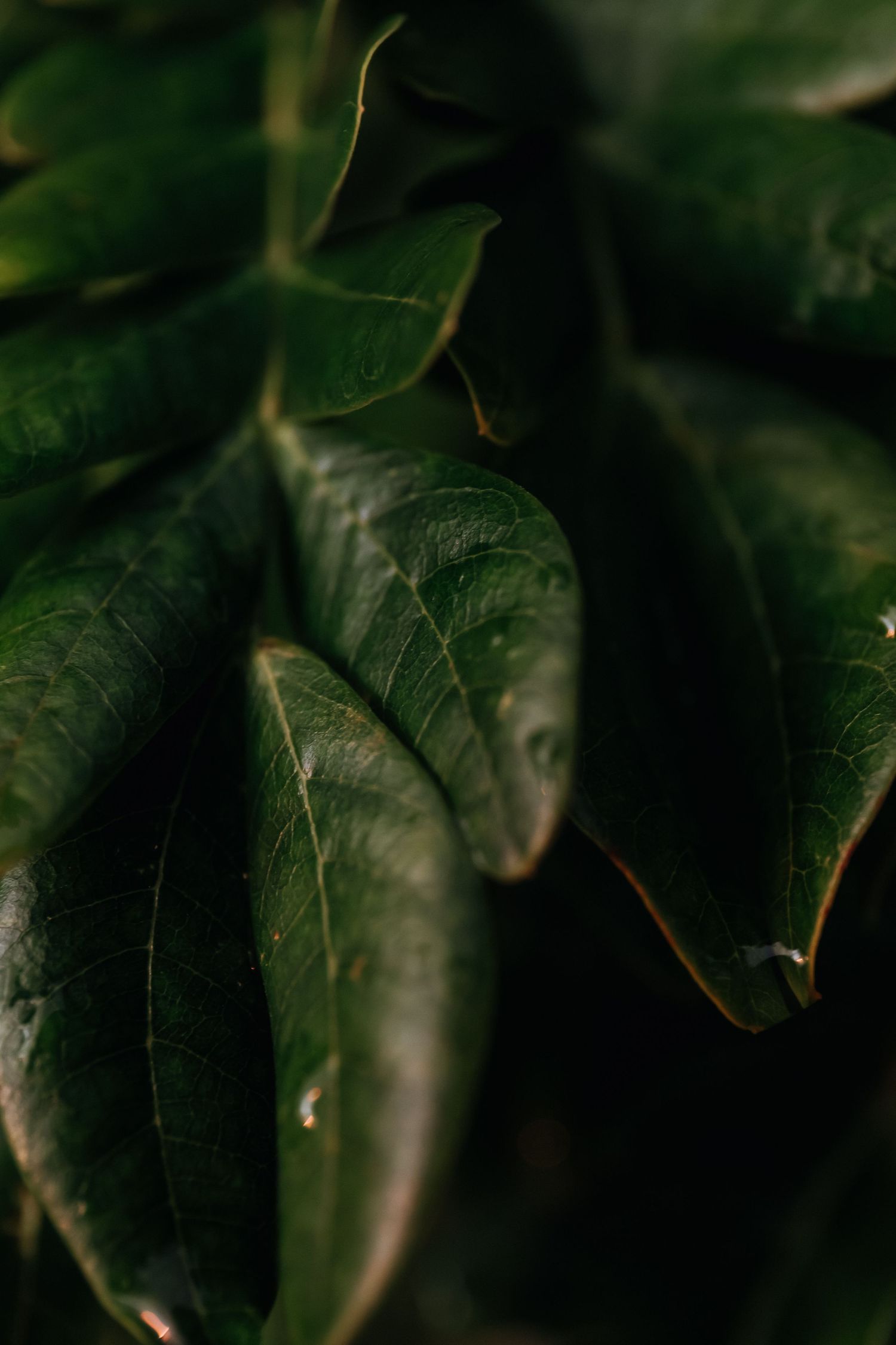 Close-up macro shot of dark green leaves with water droplets in moody lighting.