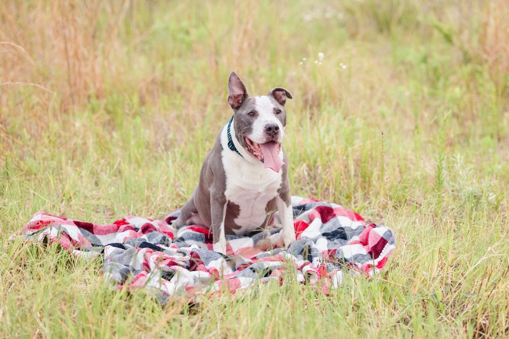 A smiling gray and white pit bull poses on a red and white plaid blanket outdoors.