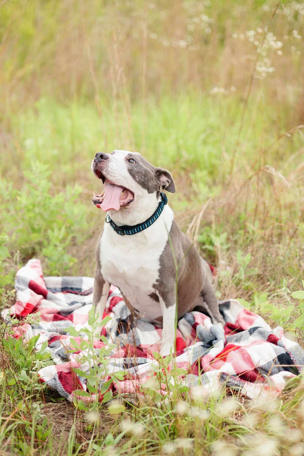 A gray pit bull sits happily on a plaid blanket in a grassy field.
