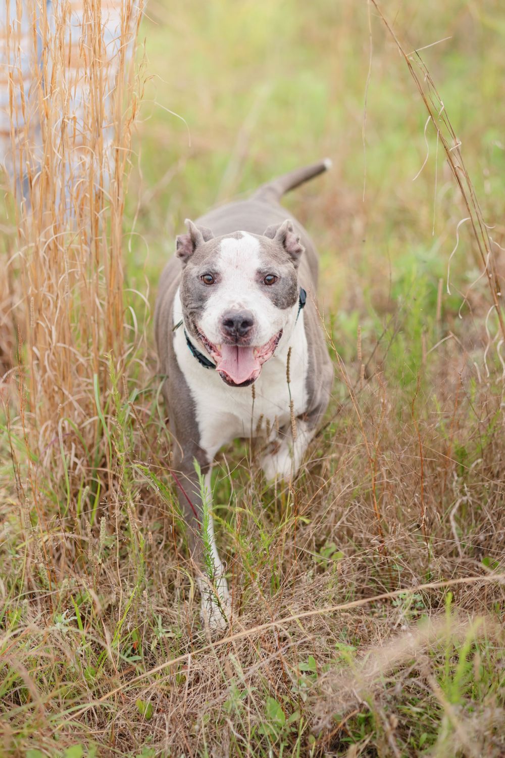 A happy gray and white pit bull walking through tall grass and wildflowers.