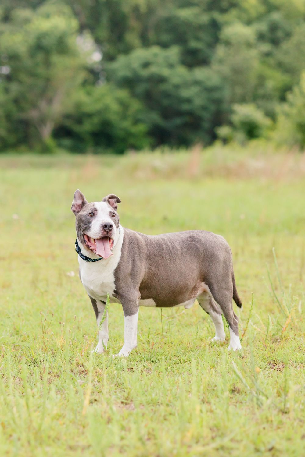 A gray and white pit bull stands alert in a sunny green field wearing a blue collar.
