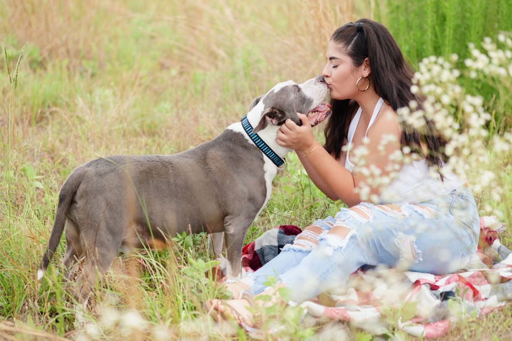 Person in summery dress shares an affectionate moment with grey pit bull in a wildflower field.