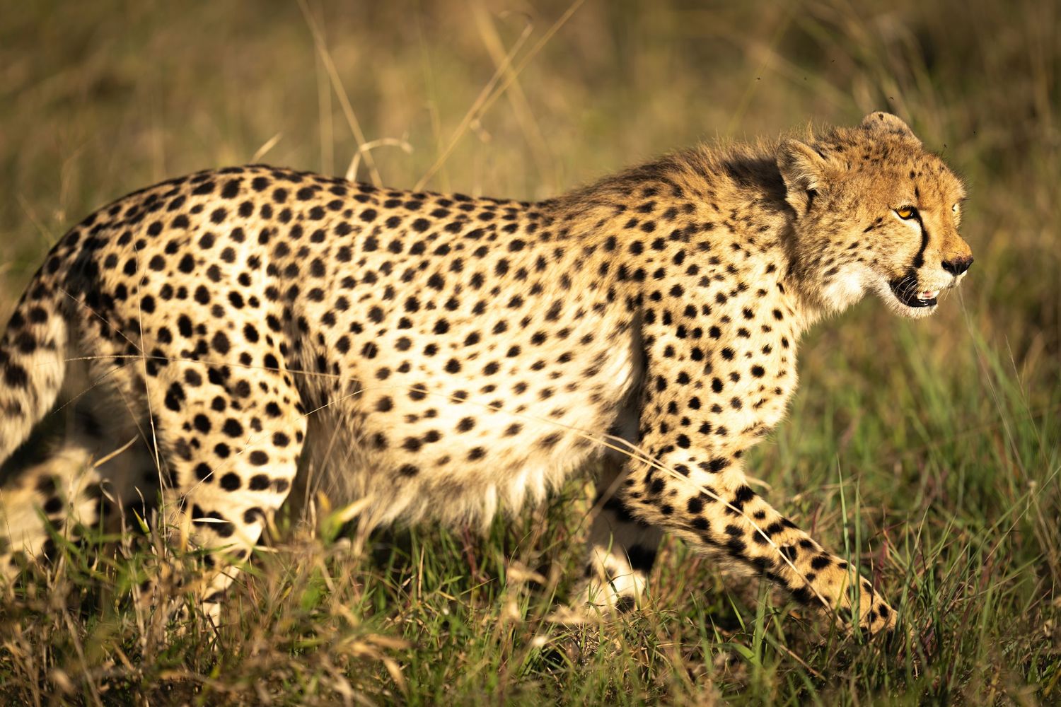 Sequence showing a cheetah stalking through savanna grassland with spotted coat visible.