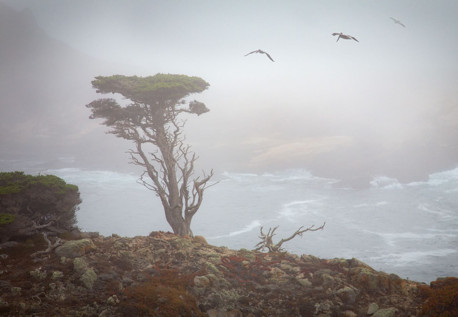 A lone cypress tree stands on a foggy coastal cliff overlooking the misty ocean as seabirds soar overhead.