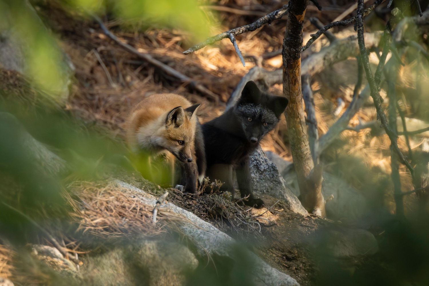 red fox, vulpes vulpes, fox, forest animal, fox kits, wildlife