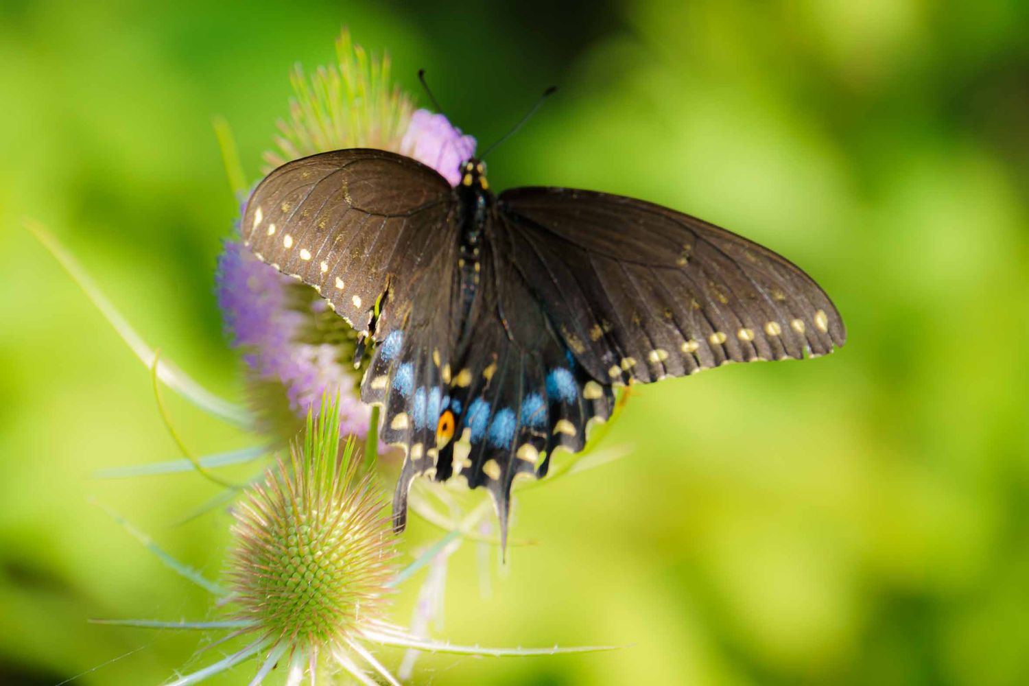 Butterfly on Thistle