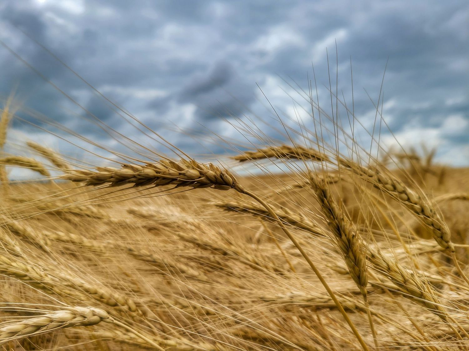 Wheat in a Storm