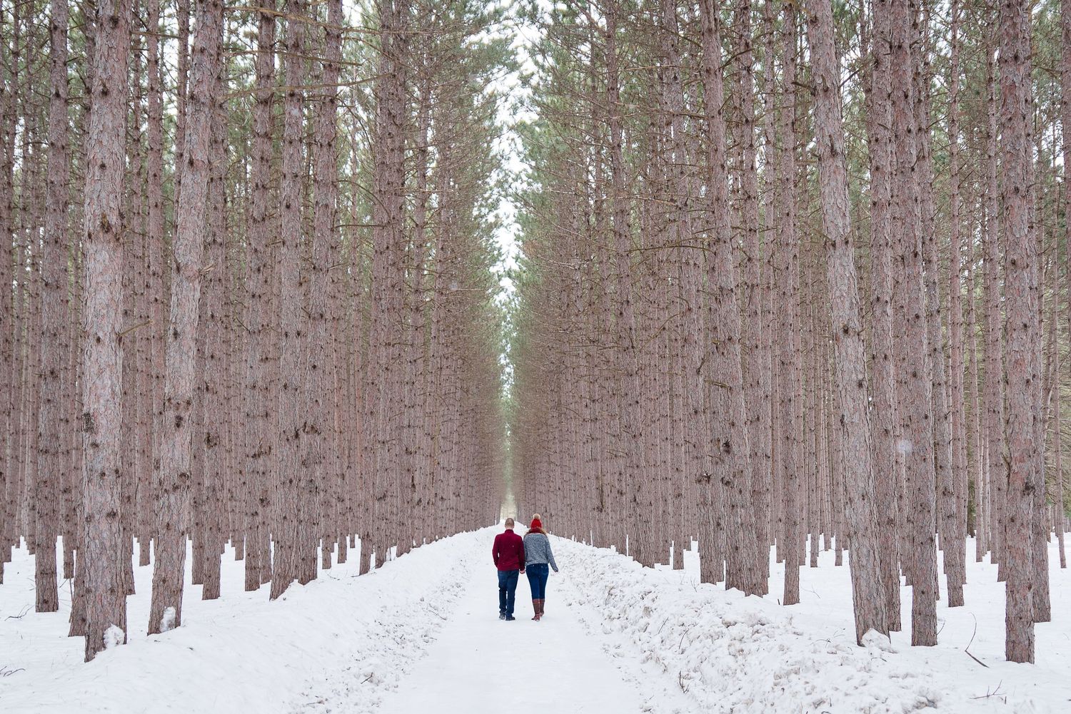 Snow-covered forest path lined with tall pine trees and two distant figures walking.