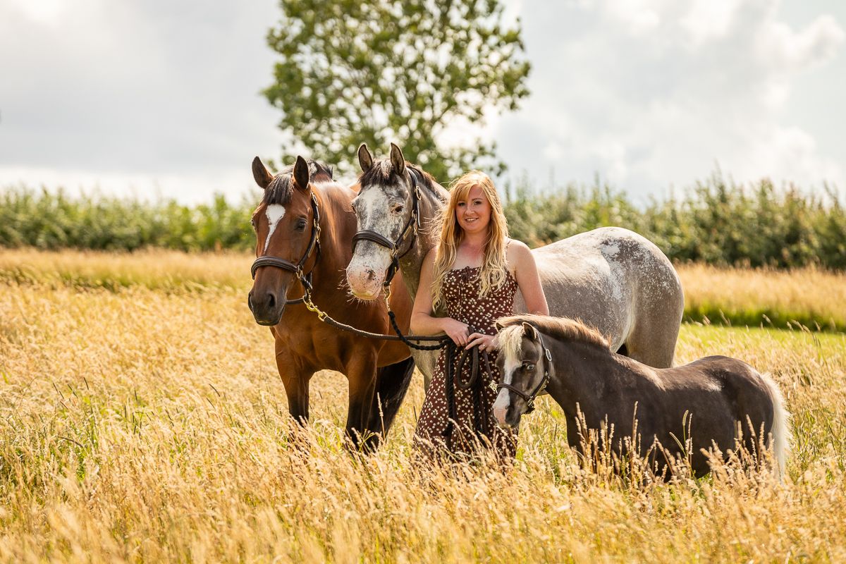 Two horses, one brown and one gray, stand together in a sunny wheat field.