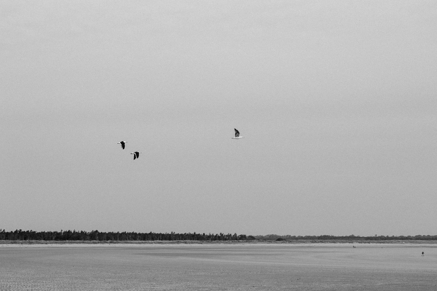 Birds flying over tranquil seascape with distant horizon line.