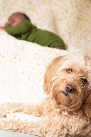 In home Newborn lifestyle Houston photography session allows your fur baby, dog, to beome part of the memories too.