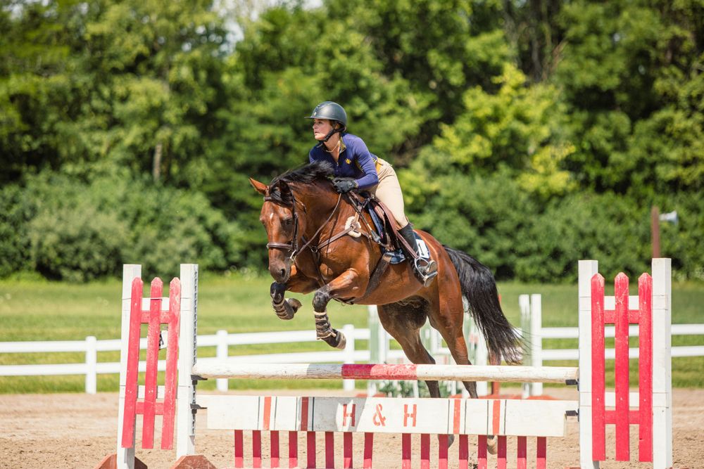 Bay horse leaping over colorful show jumping obstacles on a sunny day.