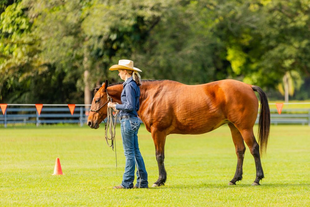 A rider in western attire leads a chestnut horse through a training exercise on a grassy field.
