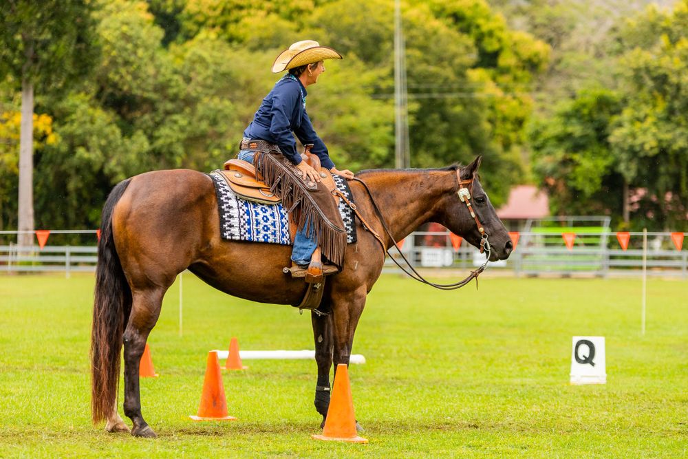 A bay horse stands at attention near orange cones during a western riding competition.