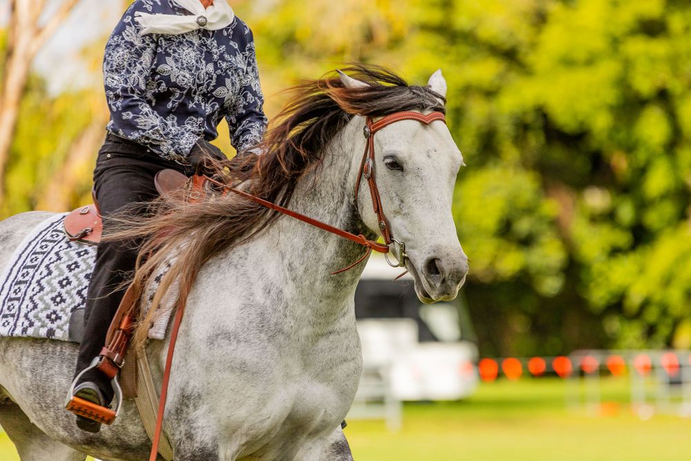 Dappled gray horse being ridden in an outdoor arena with orange markers visible.