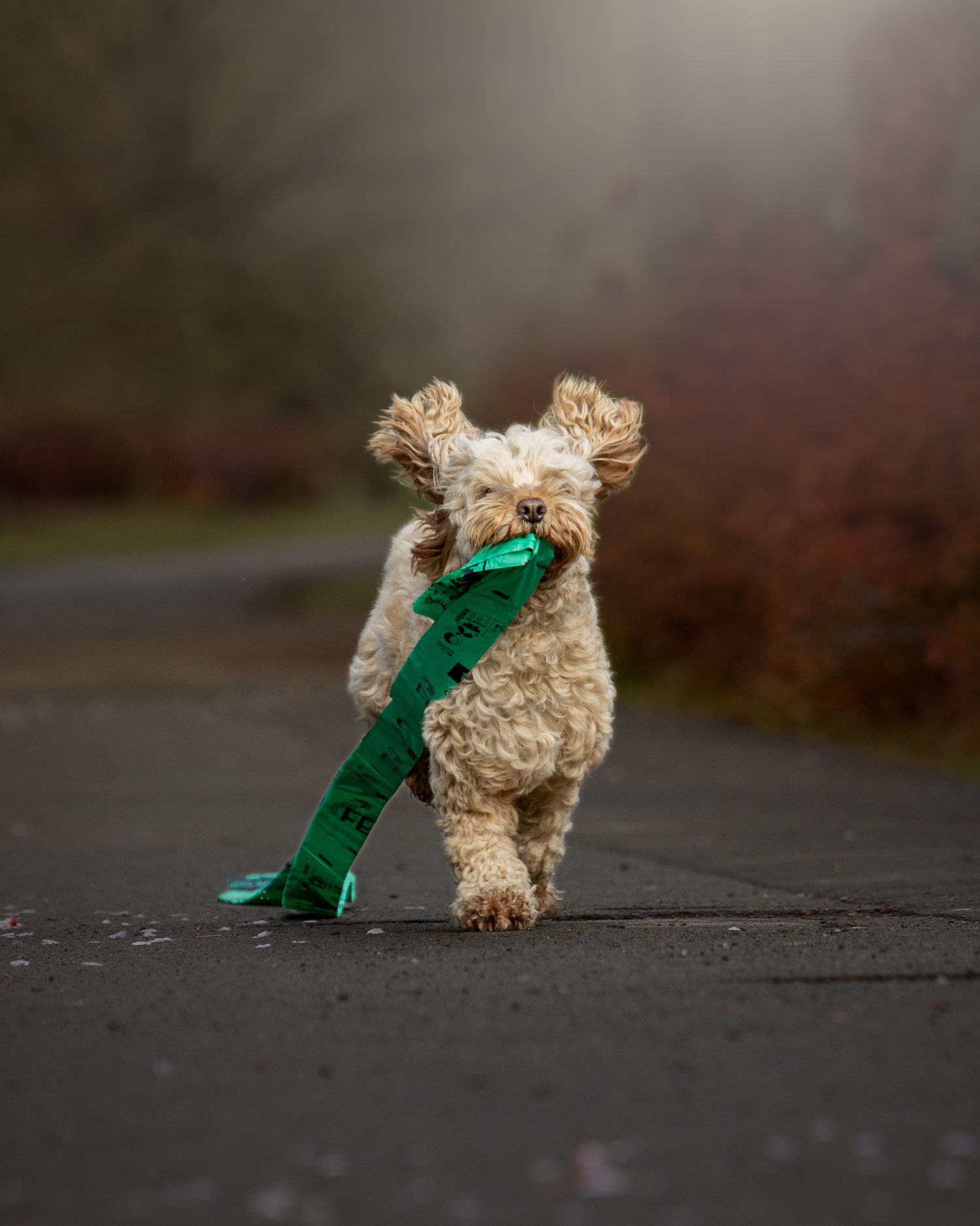 cockerpoo running fletcher moss, didsbury pet photographer