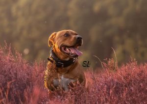 heidefoto hond
