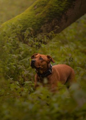 magische foto hond bos