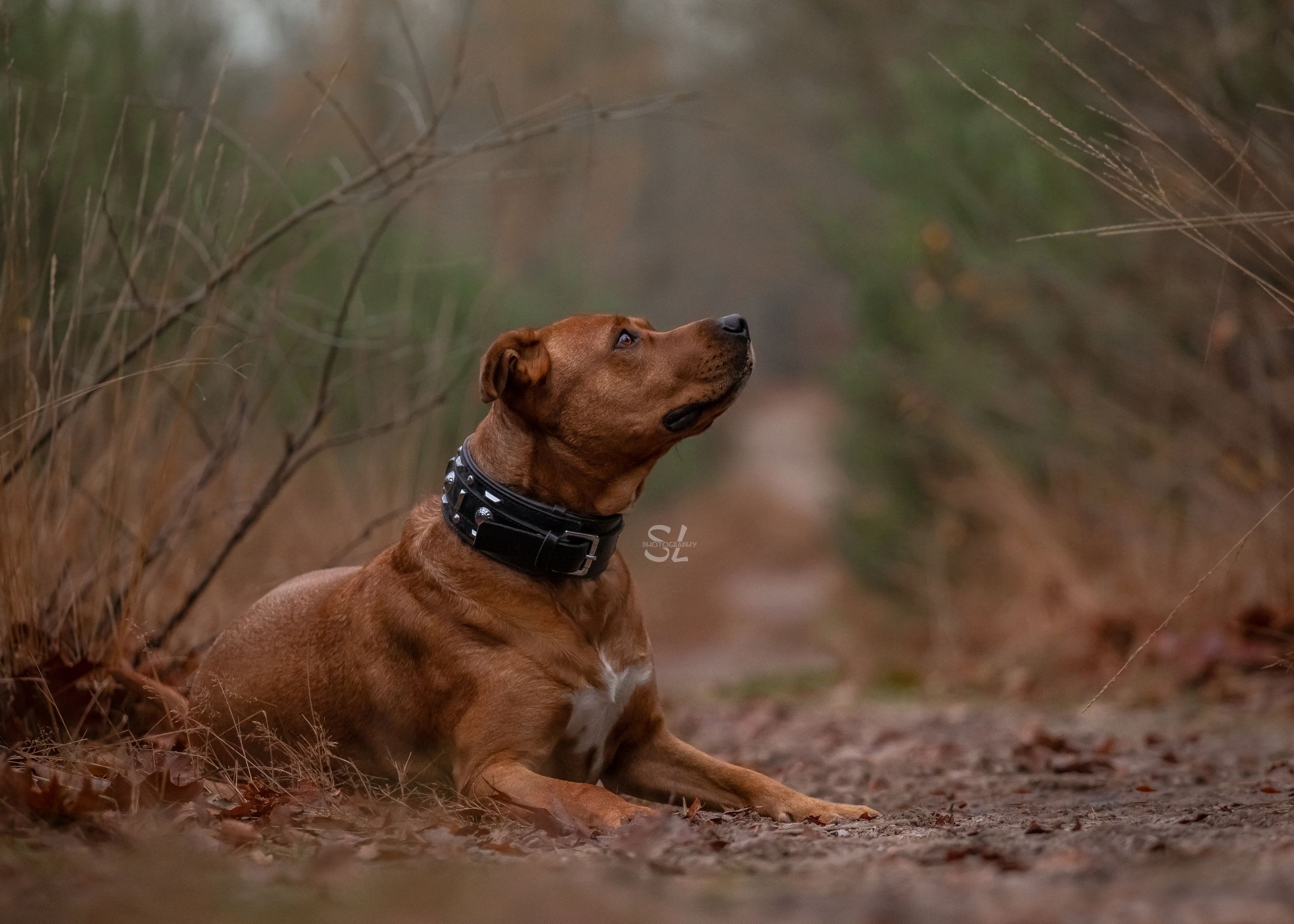 fotoshoot bos honden poses