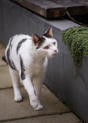 katten fotoshoot
