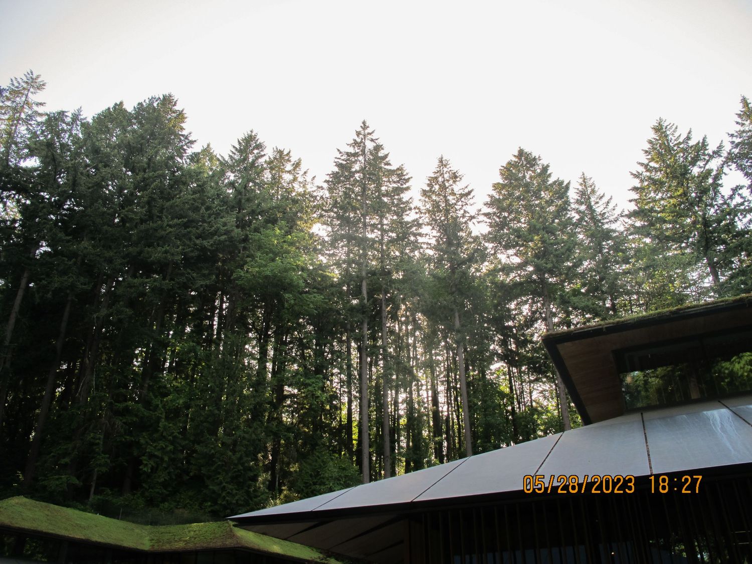 Sunlit evergreen trees silhouetted against bright sky with roof edge visible in foreground.