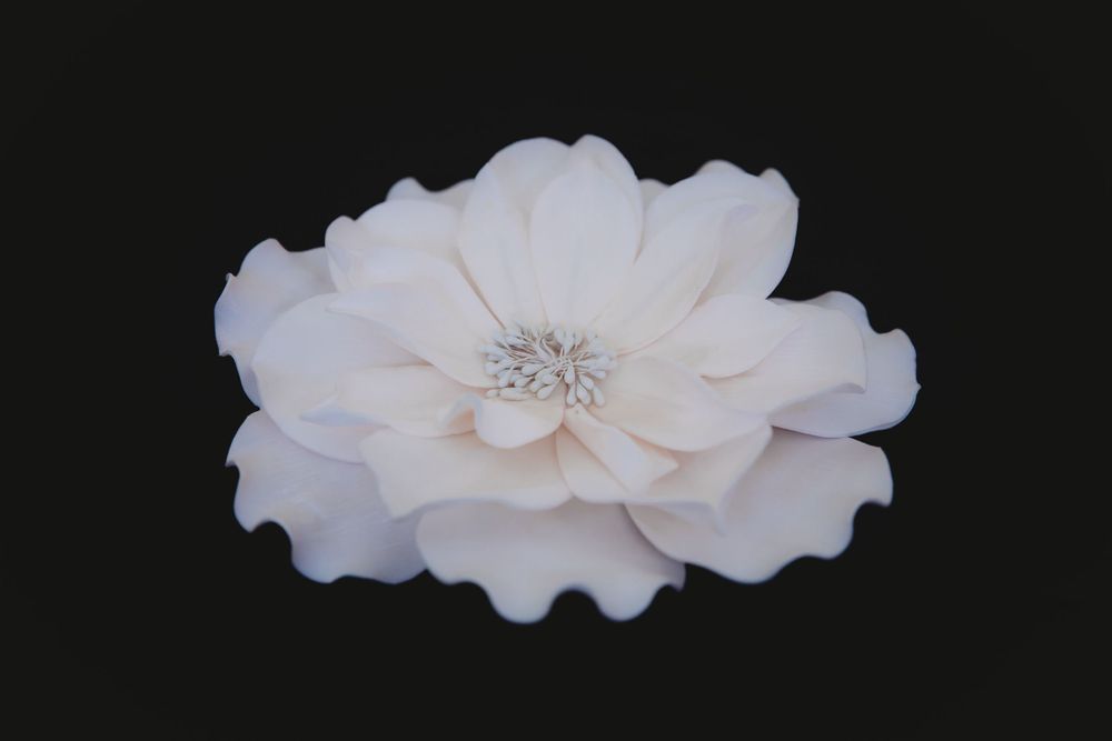 A delicate white flower with layered petals photographed against a dark background.