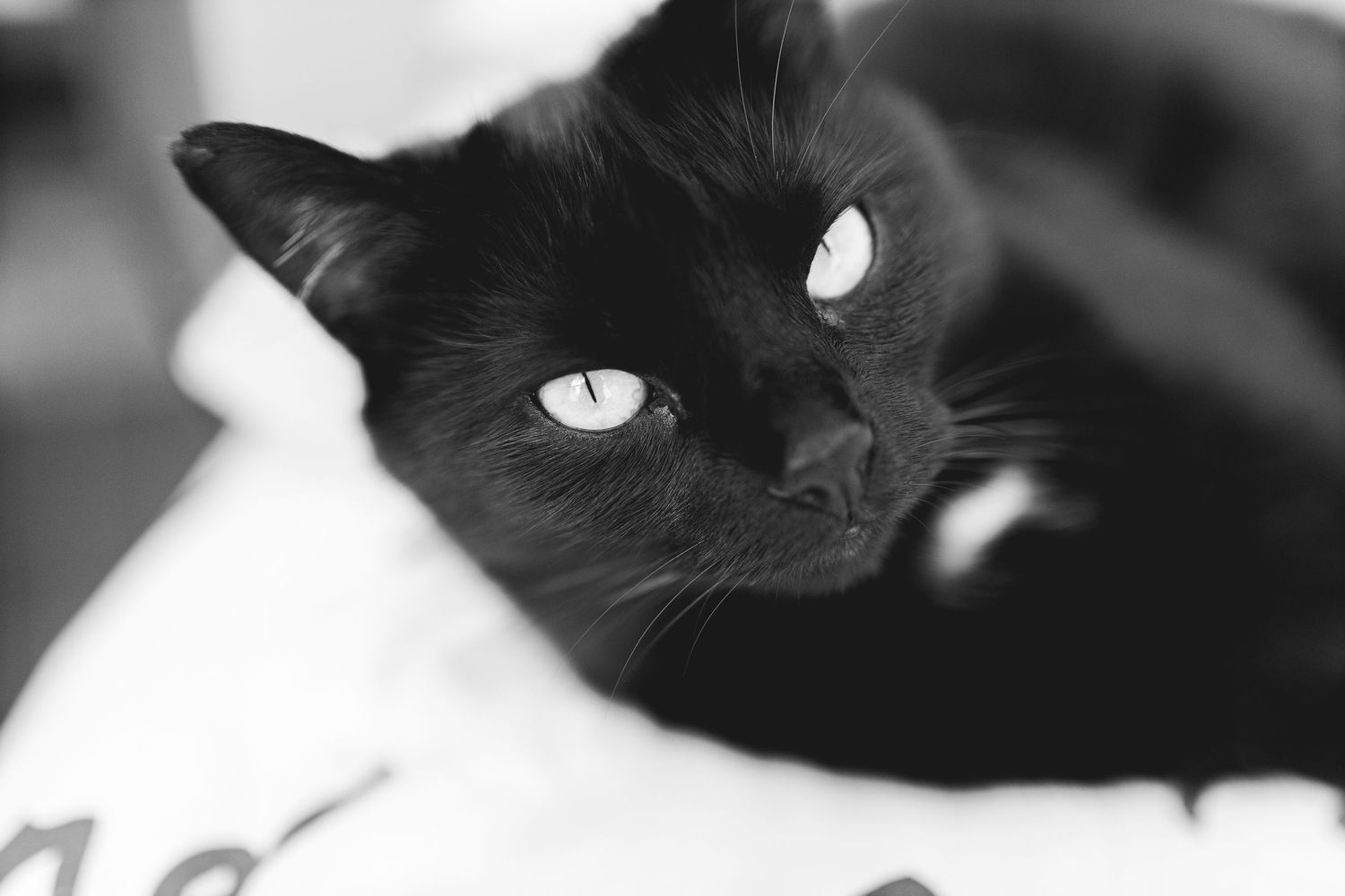 Close up black and white portrait of a black cat with striking bright eyes.