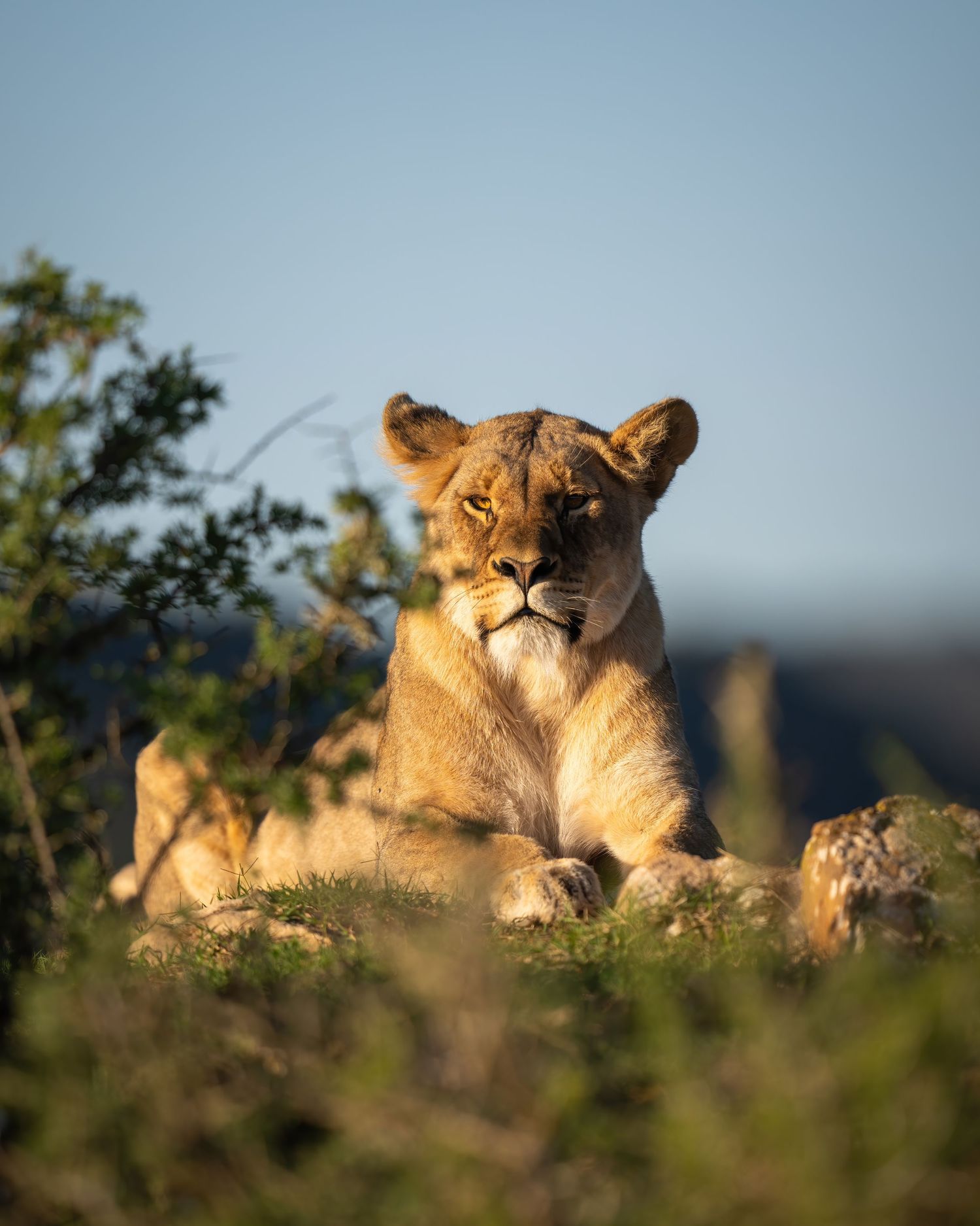 Lioness resting on hill during golden hour with blurred savanna background.