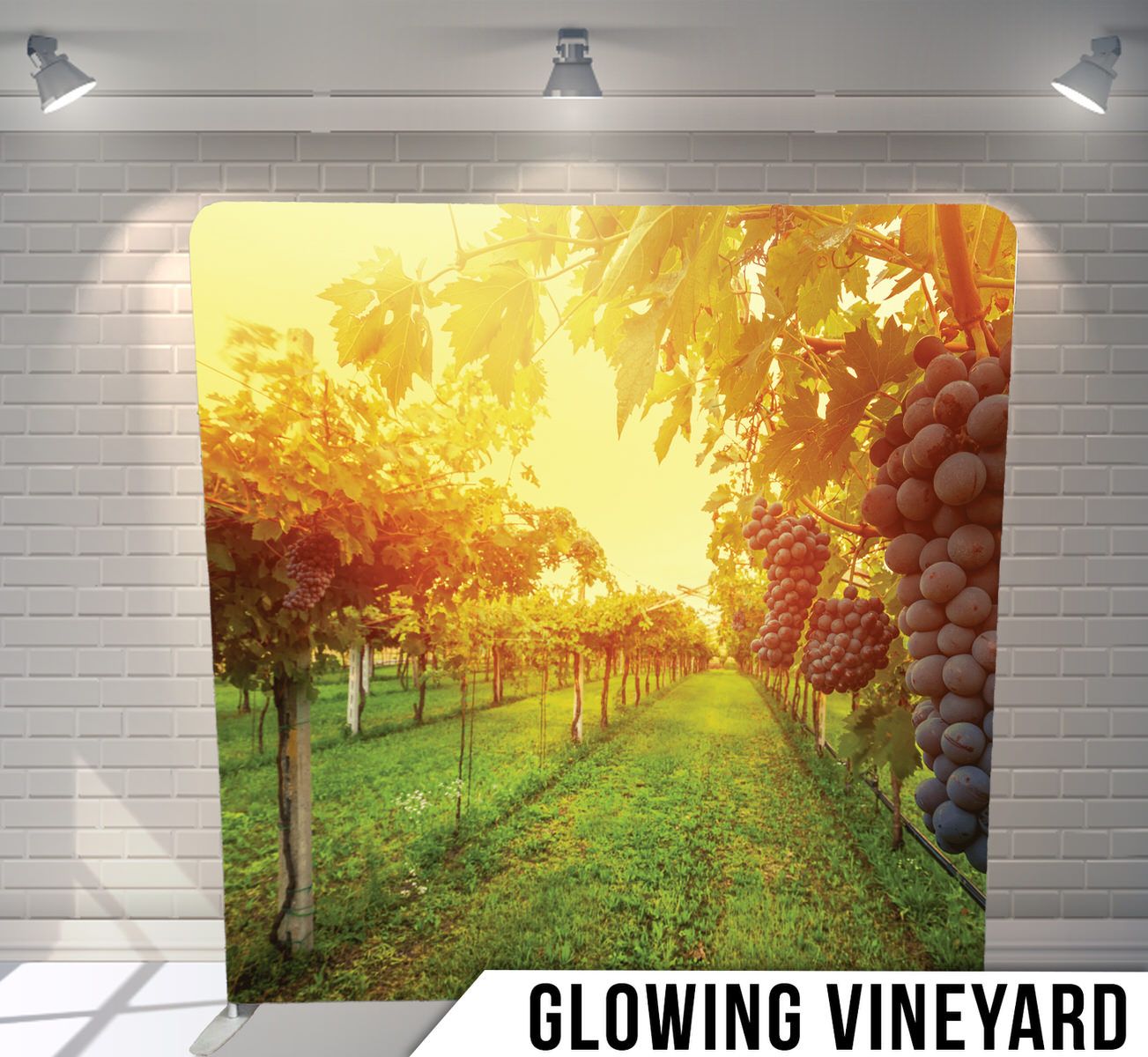 Scenic vineyard path at golden sunset with grape vines and green grass.