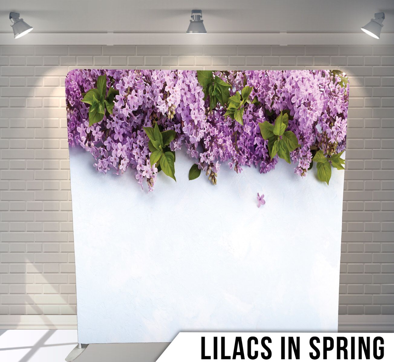 Beautiful spring lilac flowers cascading from top of white photography backdrop.