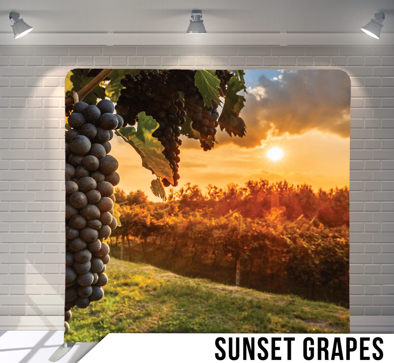 Purple grapes hanging on vine during golden sunset over vineyard landscape.