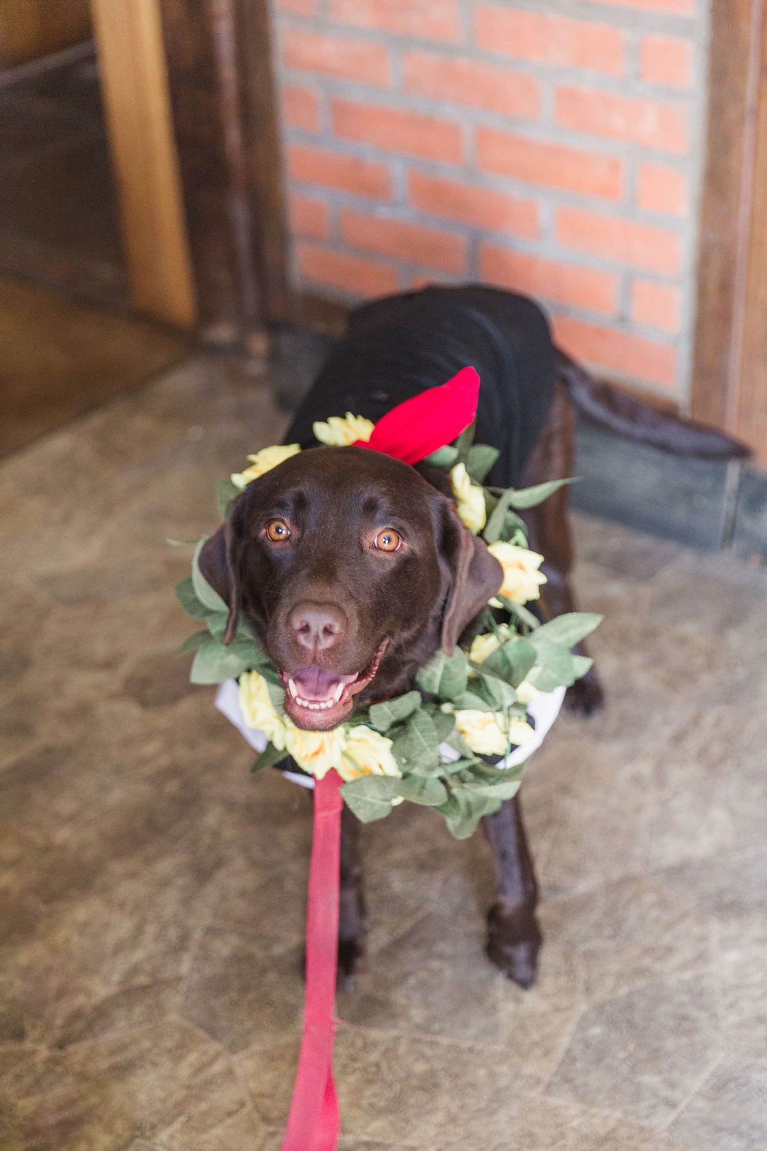 Hayley Elizabeth Photography Dogs at weddings chocolate labrador dressed with floral wreath at the lower lode inn