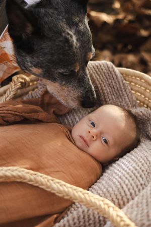 A black dog gently watches over an infant wrapped in a cozy knit blanket and orange fabric.