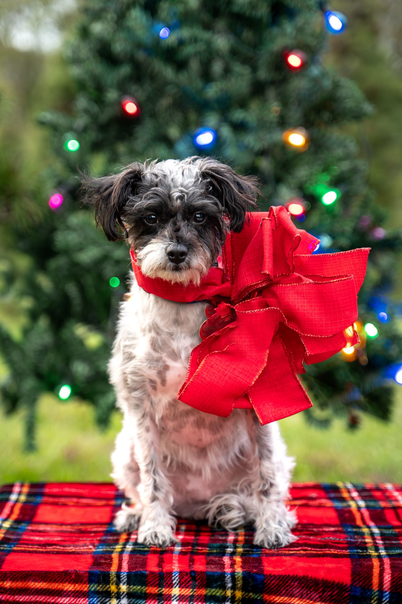 Small black and white dog wearing large red bow sits on plaid blanket with Christmas lights twinkling in background.