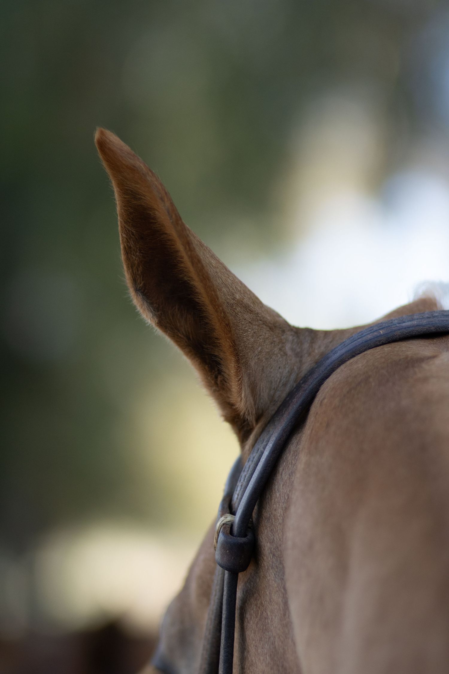 Close-up rear view of a yellow horse ear with leather bridle against blurred green background.