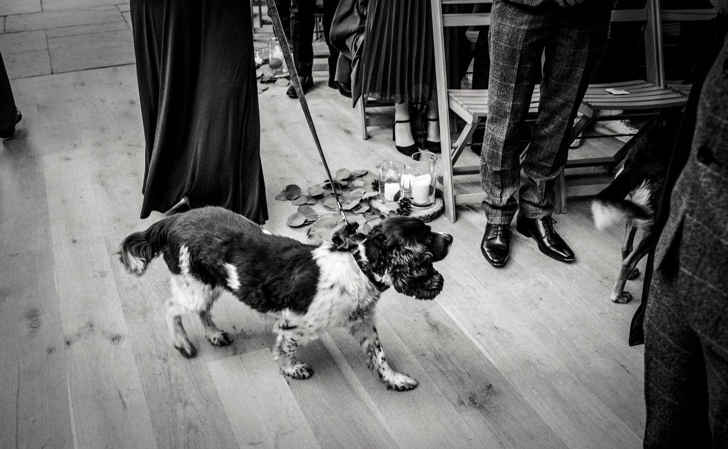 Black and white photo of playful dogs on a wooden floor during a wedding event.