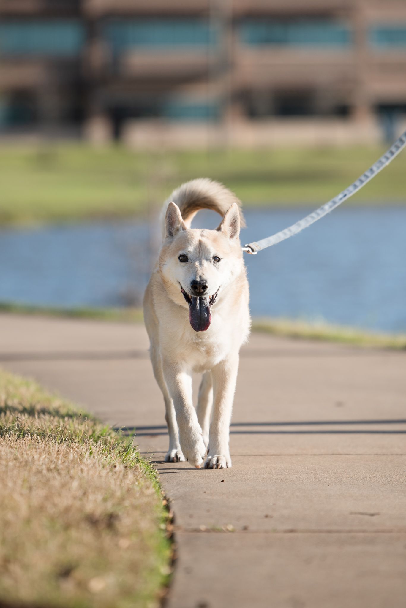 cute white dog  walking on leash in a park