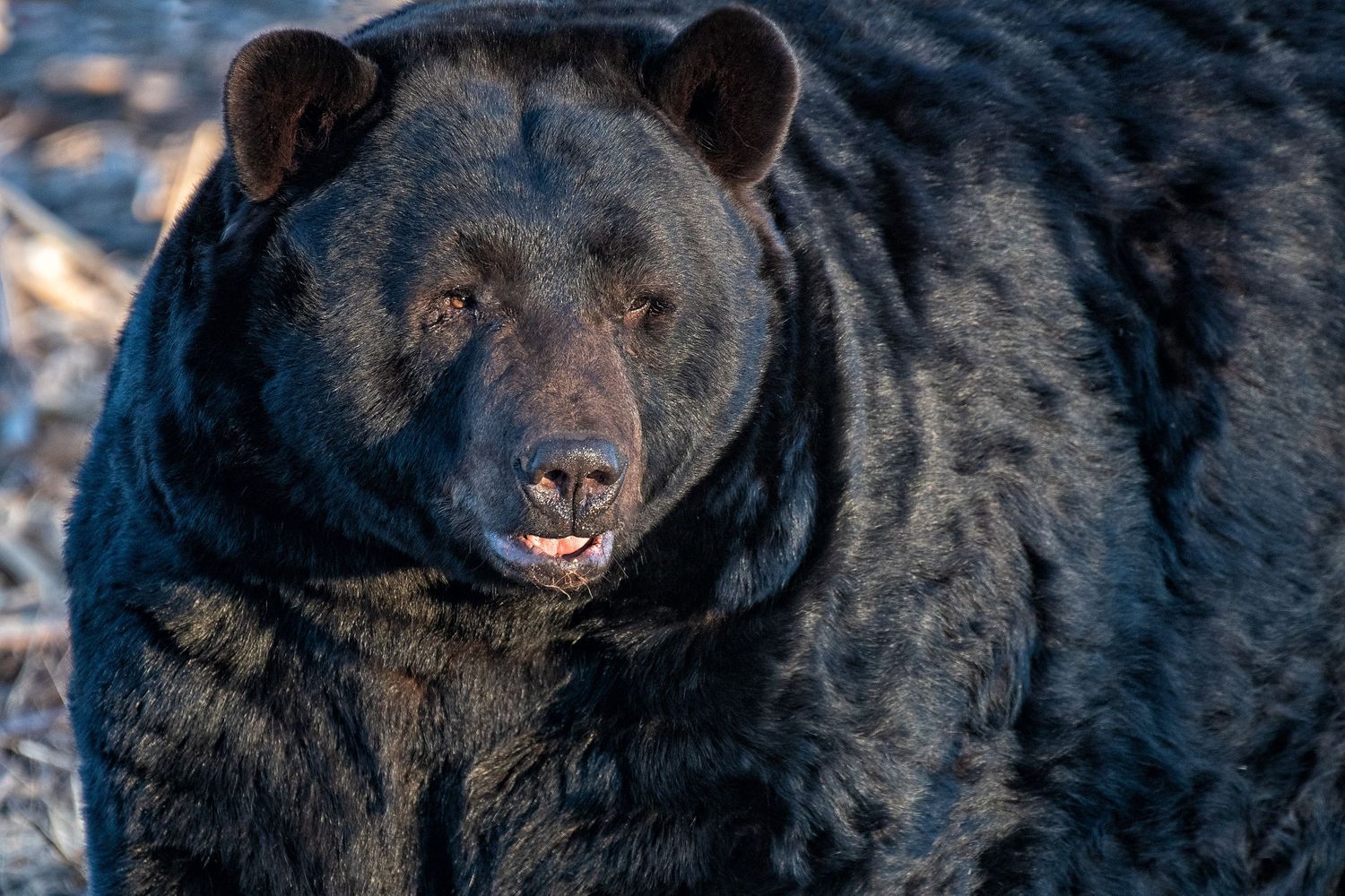 NC Black Bear, wildlife photography by Image That Photography