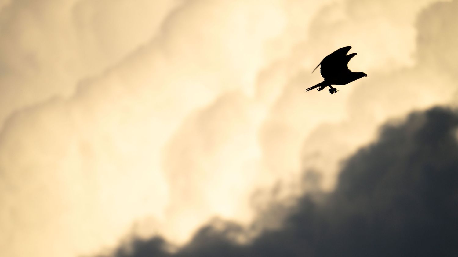 Silhouette of birds flying against a dramatic cloudy sunset sky.