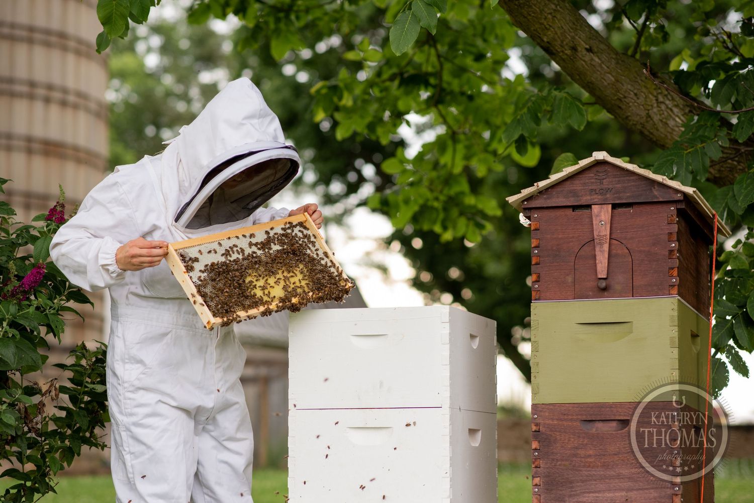 Beekeeper holding up honeycomb frame for inspection next to stacked hive boxes.