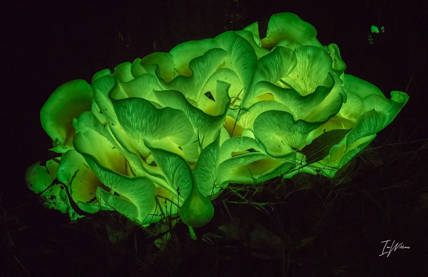 Ghost fungi