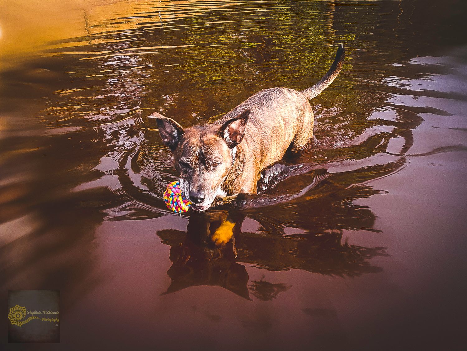 A dog swimming in sunset-colored water while carrying an orange toy.