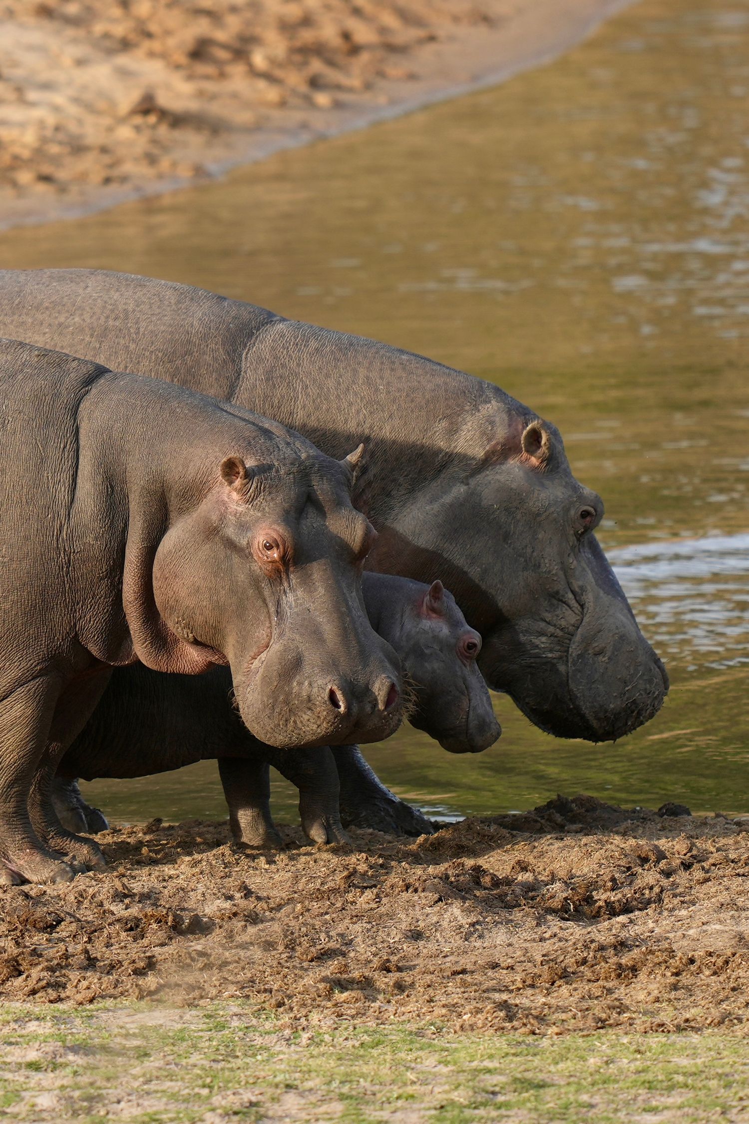 Three hippopotamuses drinking water at the river's edge.